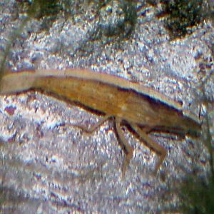 Bamboo Shrimp (Atyopsis moluccensis)