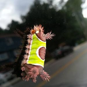 Saddleback moth caterpillar