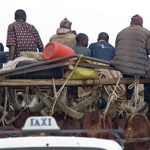 Ankole cattle transport