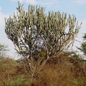 Euphorbia candelabrum