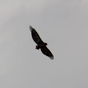 Bateleur immature