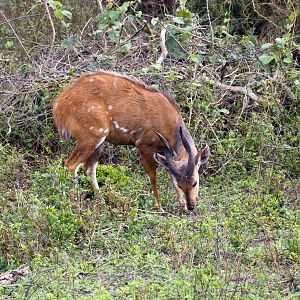 Bushbuck