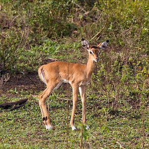 Impala calf