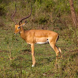 Impala male