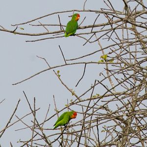 Red-headed Lovebird