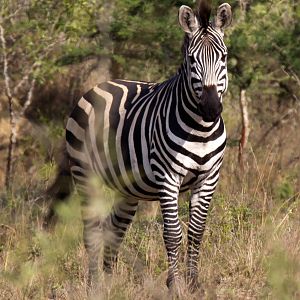 Zebra