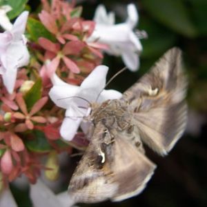 Silver Y (Autographa gamma)
