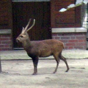 Hog Deer (Axis porcinus)