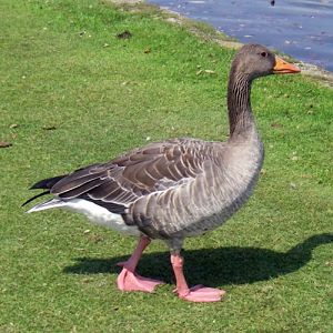 Greylag Goose (Anser anser)