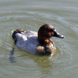 Common Pochard (Aythya ferina)