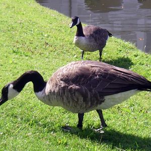 Canada Geese (Branta canadensis)
