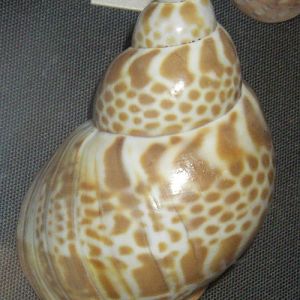 Japanese Ivory Shell (Babylonia japonica)