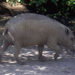 Babirusa (Babyrousa babyrussa)