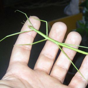 Mediterranean Stick Insect (Bacillus rossius)