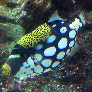 Clown Triggerfish (Balistoides conspicillum)