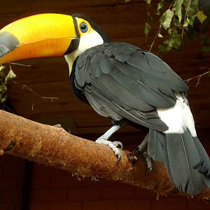 Toco toucan