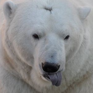 Polar bear sticking a tongue out