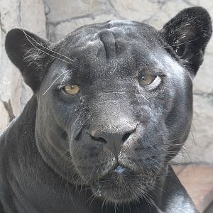 Black jaguar