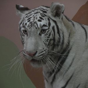White tiger female