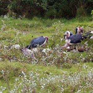 Marabous and other storks