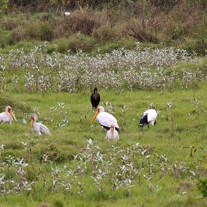 Yellowbill and Open-billed Storks