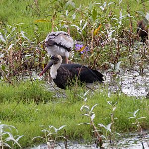 Woolly-neck Stork (and juv. Yellowbill behind)