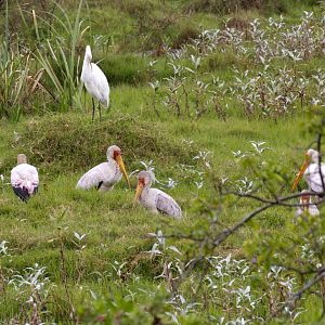 Yellowbill Storks