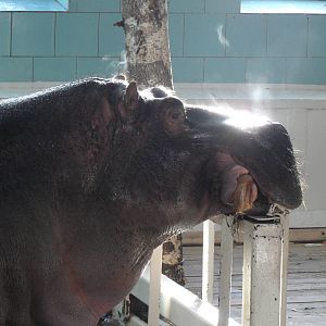 Steaming hippo