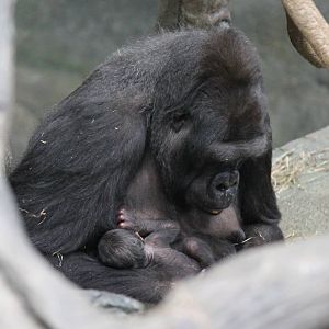 Koola and her new female baby