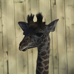 New Baby Giraffe