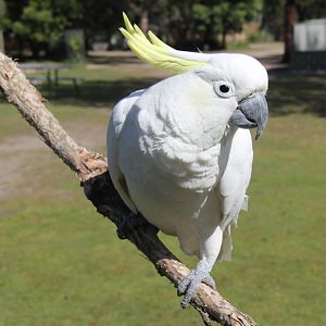 Sulphur-crested Cockatoo at Moonlit Sanctuary