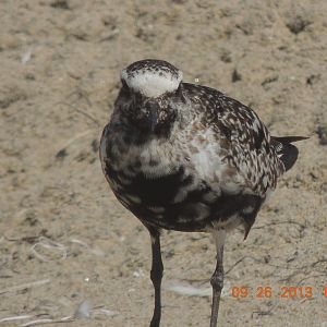 shorebird