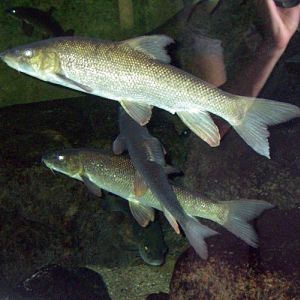 Common Barbels (Barbus barbus)