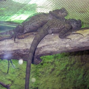 Brown Basilisks (Basiliscus vittatus)