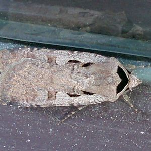Black Collar (Basistriga flammatra)
