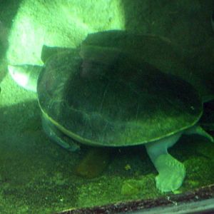 Southern River Terrapin (Batagur affinis)