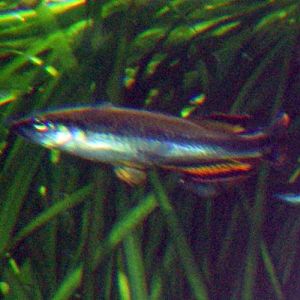 Madagascan Rainbow Fish (Bedotia madagascariensis)