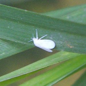 Tobacco Whitefly (Bemisia tabaci)