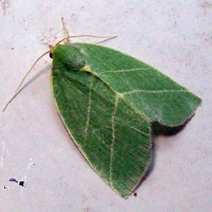 Scarce Silver-lines (Bena bicolorana)