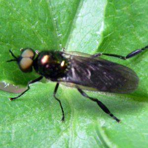 Long-horned Black Legionnaire (Beris geniculata)