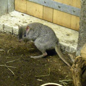 Short-nosed Rat Kangaroo (Bettongia penicillata)