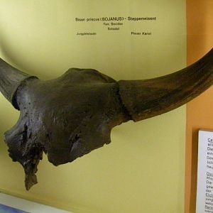Steppe Bison (Bison priscus)