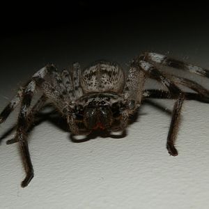 Huntsman Spider
