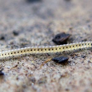 Spotted Snake Millipede (Blaniulus guttulatus)