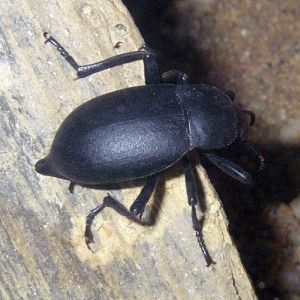 Churchyard Beetle (Blaps mortisaga)