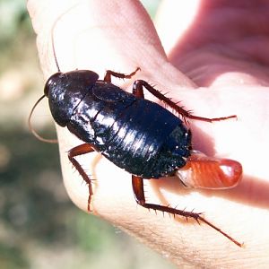 Oriental Cockroach (Blatta orientalis)