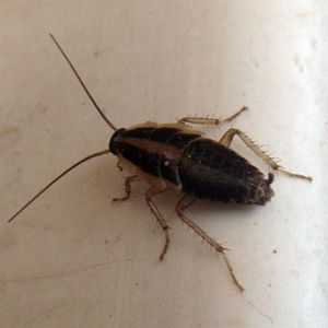 German Cpckroach (Blattella germanica)