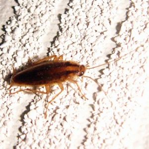 German Cockroach (Blattella germanica)