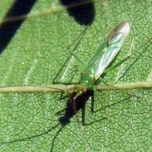 Black Kneed Capsid (Blepharidopterus angulatus)