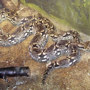 Dumeril's Ground Boa (Boa dumerili)